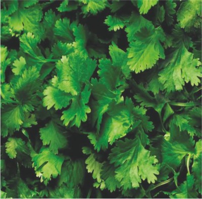 IMP. CORIANDER GREEN GOLD